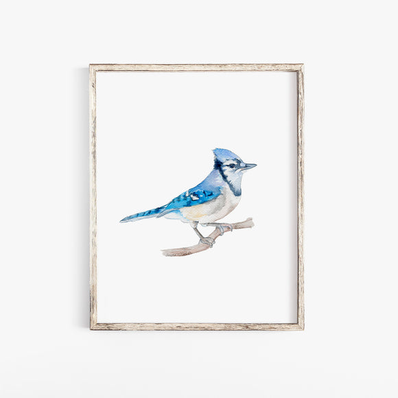 Blue Jay 2 Watercolor Fine Art Poster