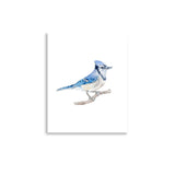 Blue Jay 2 Watercolor Fine Art Poster