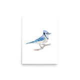 Blue Jay 2 Watercolor Fine Art Poster