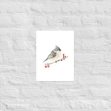 Tufted Titmouse Bird Watercolor Art Print