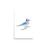 Blue Jay 2 Watercolor Fine Art Poster