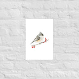 Tufted Titmouse Bird Watercolor Art Print