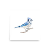 Blue Jay 2 Watercolor Fine Art Poster