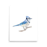 Blue Jay 2 Watercolor Fine Art Poster