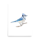 Blue Jay 2 Watercolor Fine Art Poster