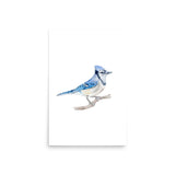 Blue Jay 2 Watercolor Fine Art Poster