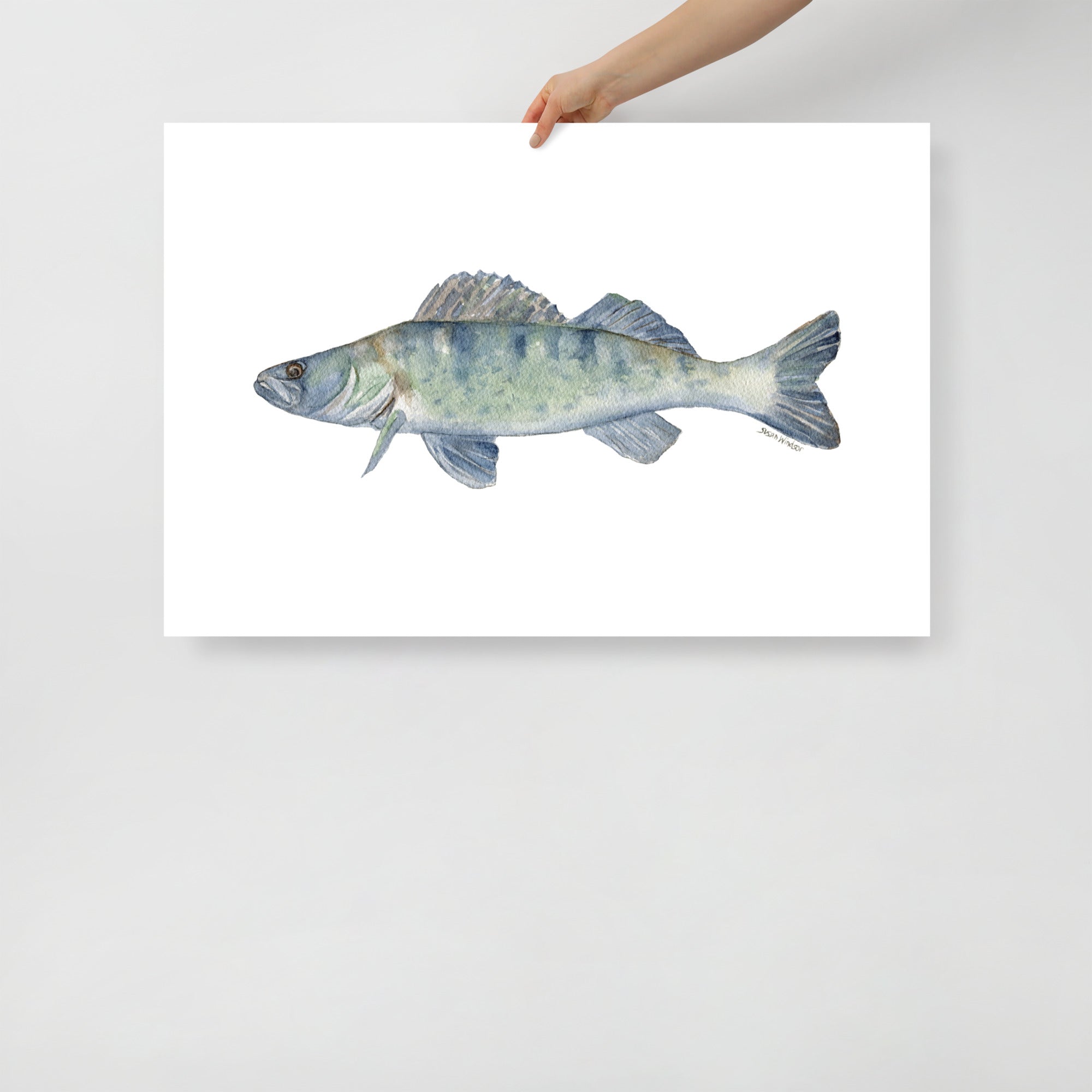 Walleye Fish Watercolor Fine Art Print – Susan Windsor