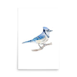 Blue Jay 2 Watercolor Fine Art Poster