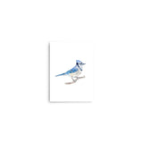 Blue Jay 2 Watercolor Fine Art Poster