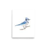 Blue Jay 2 Watercolor Fine Art Poster