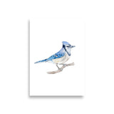 Blue Jay 2 Watercolor Fine Art Poster