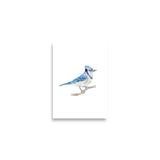 Blue Jay 2 Watercolor Fine Art Poster