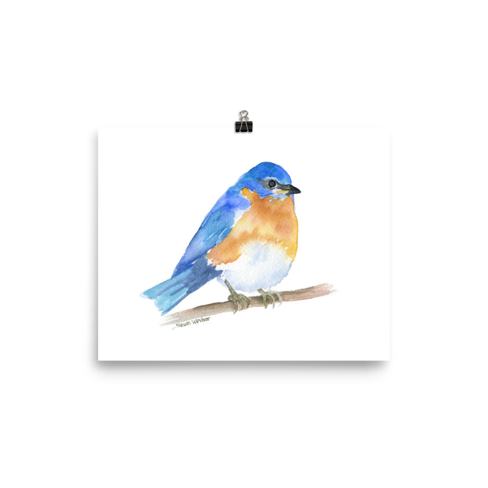 Eastern Bluebird Watercolor – Susan Windsor