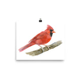 Red Cardinal Watercolor