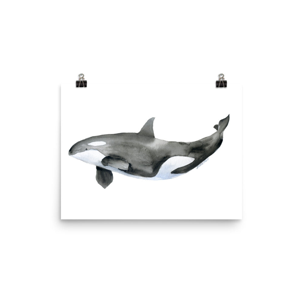 Orca Killer Whale Watercolor – Susan Windsor